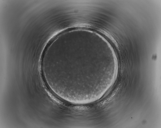 X0000098101037200805021105