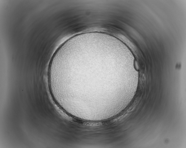 X0000098101055200805021105