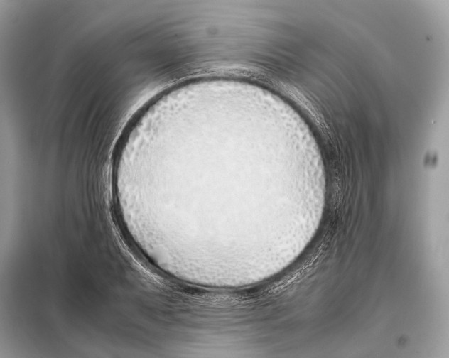 X0000098101079200805021104