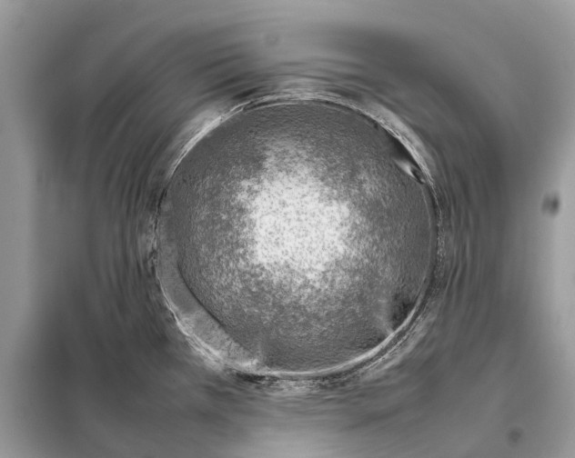 X0000098101385200805021059
