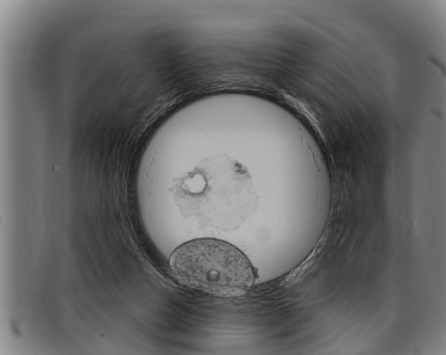 X0000098110162200804040809