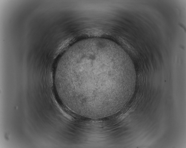 X0000098110638200804040802