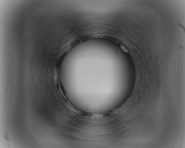 X0000098110720200804040801