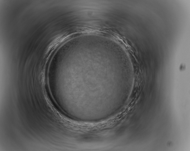 X0000098110002200804041355