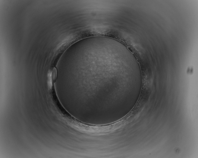 X0000098110027200804041355