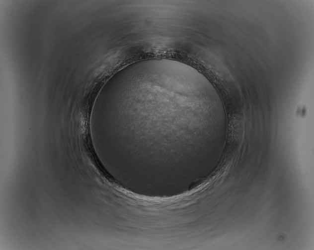 X0000098110039200804041355