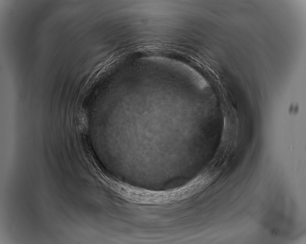 X0000098110048200804041354