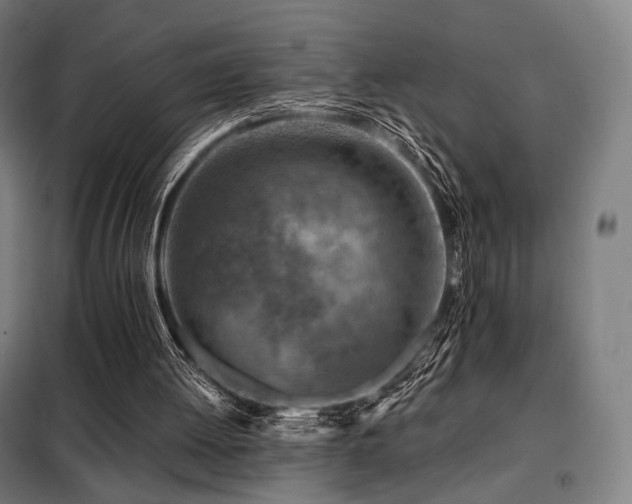 X0000098110052200804041354