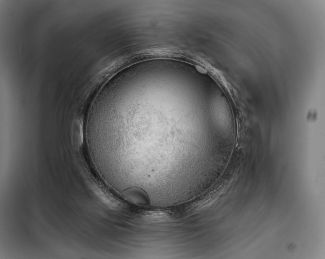X0000098110061200804041354