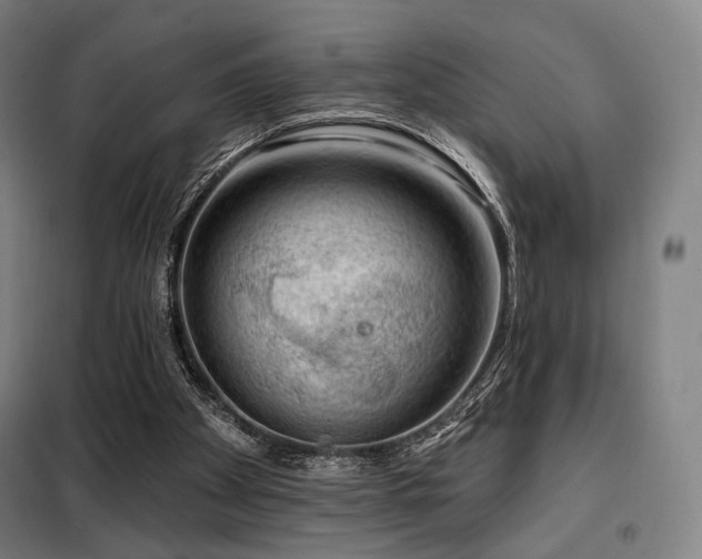 X0000098110105200804041353