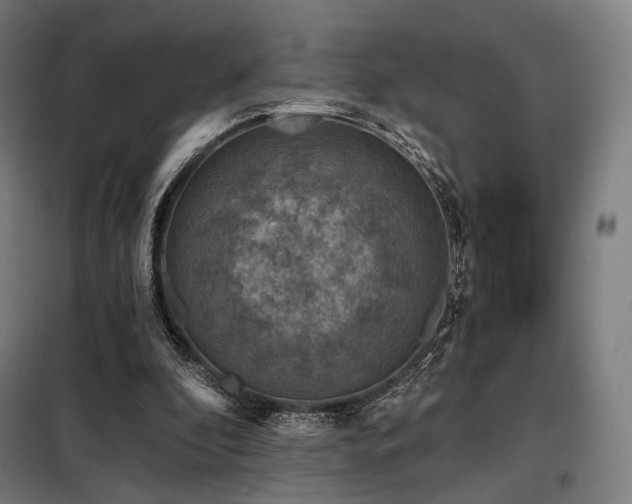 X0000098110296200804041351