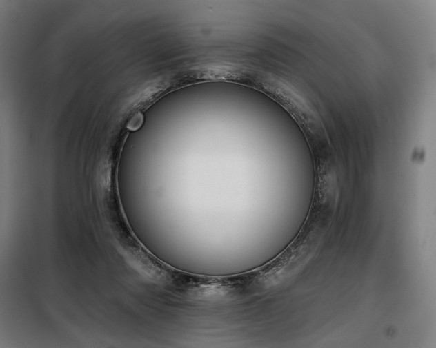 X0000098110310200804041350