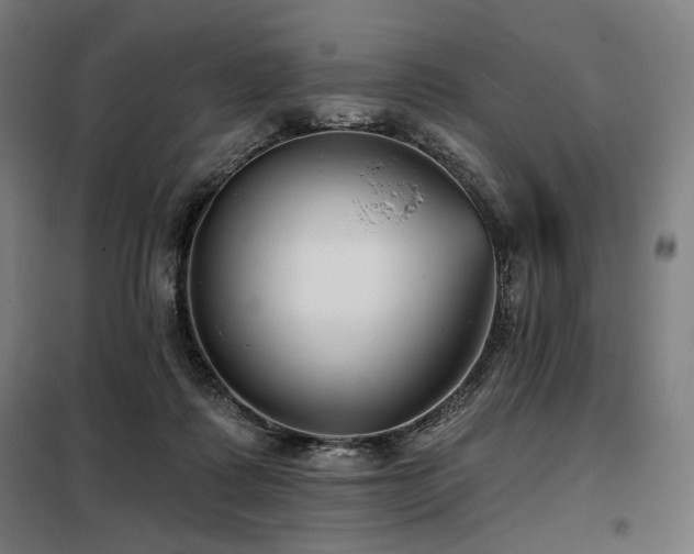 X0000098110315200804041350