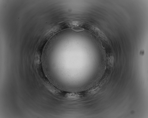 X0000098110331200804041350