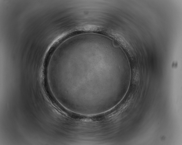 X0000098110392200804041349
