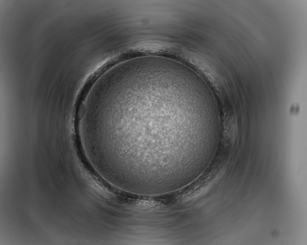 X0000098110399200804041349