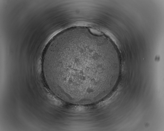 X0000098110829200804041342