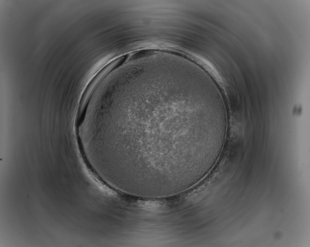 X0000098110946200804041340