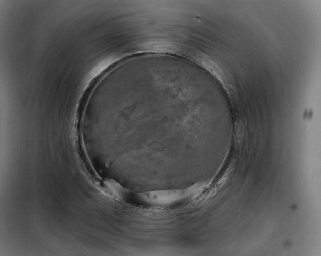 X0000098111071200804041338