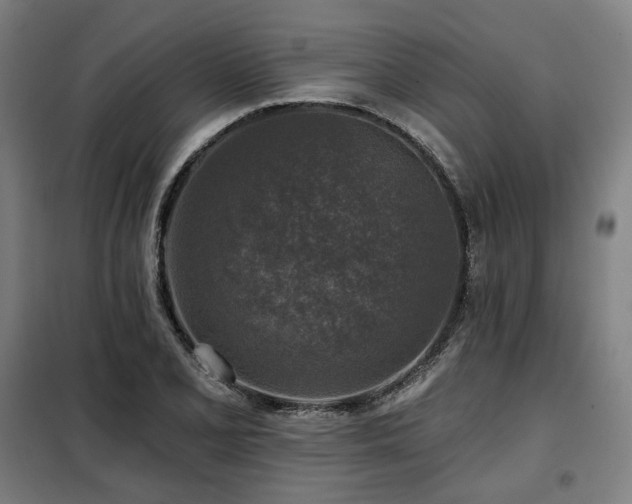 X0000098111077200804041338