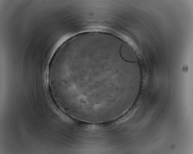 X0000098111275200804041335