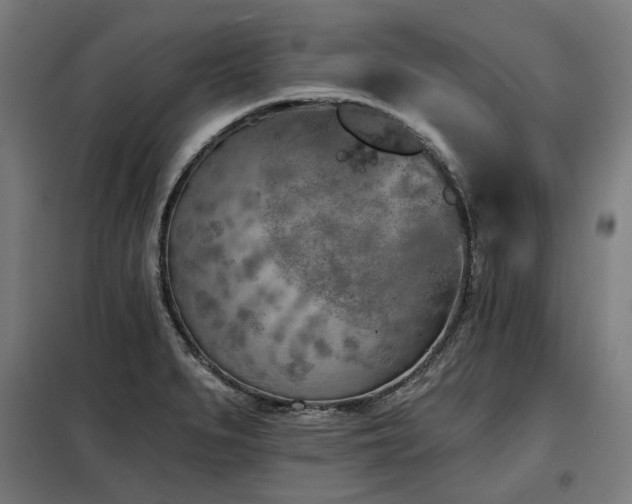 X0000098111279200804041335