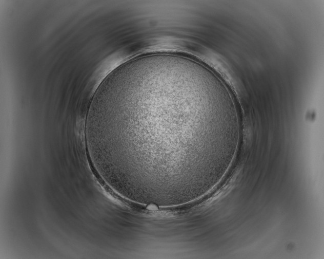 X0000098111337200804041335