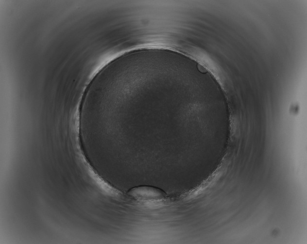 X0000098111428200804041333
