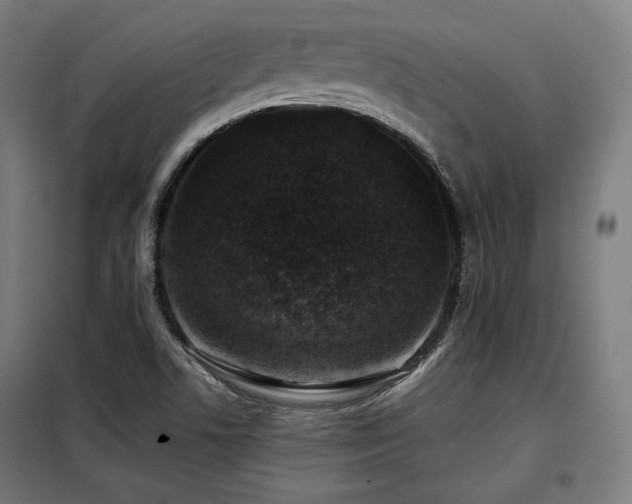X0000098111506200804041332