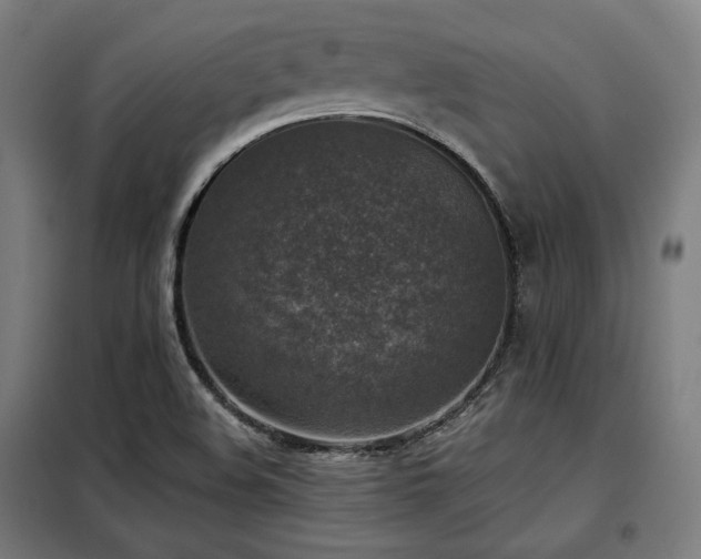 X0000098111508200804041332