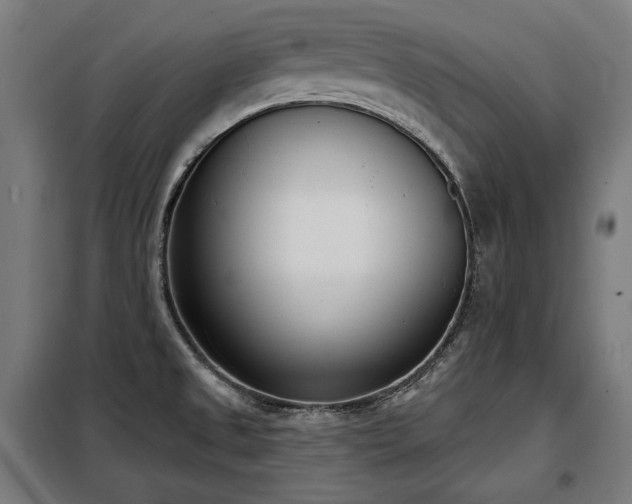 X0000098111525200804041332