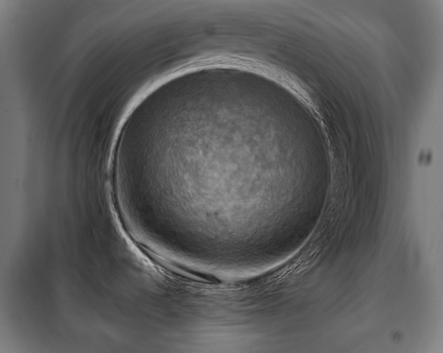 X0000098111536200804041332