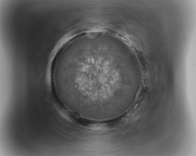 X0000098110296200804111100