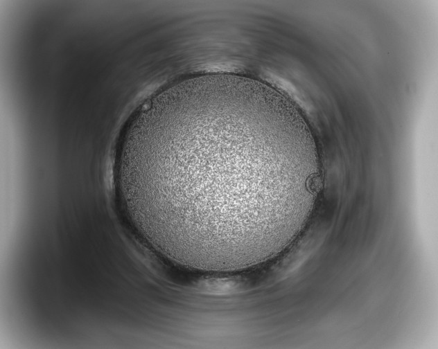 X0000098110299200804111100