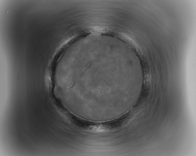 X0000098110688200804111055