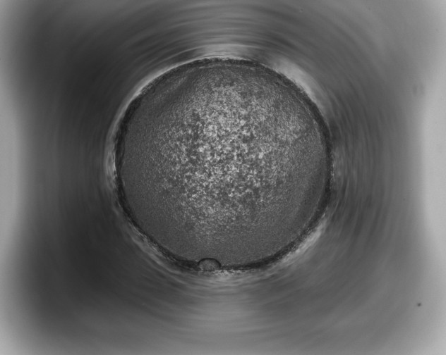 X0000098110923200804111052