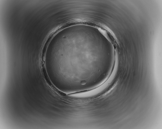 X0000098110930200804111052
