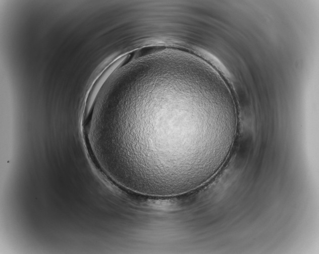X0000098110946200804111052