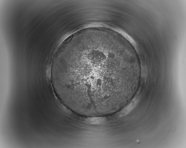 X0000098110953200804111052