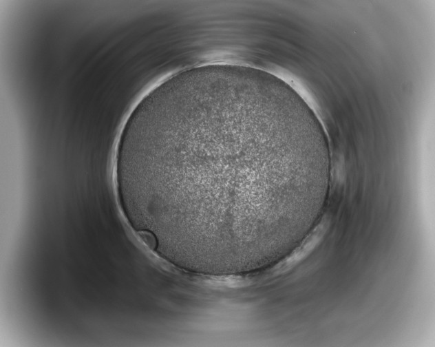 X0000098110957200804111052