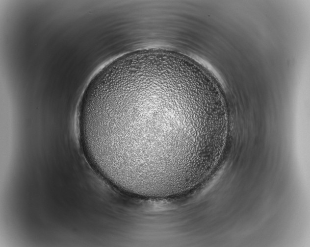 X0000098110983200804111052