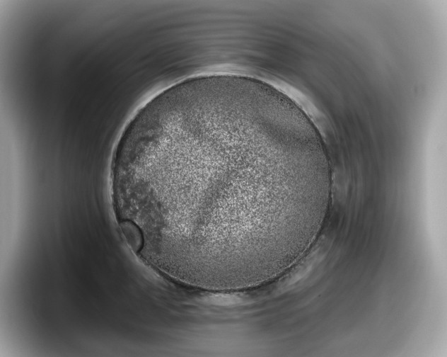 X0000098110998200804111051