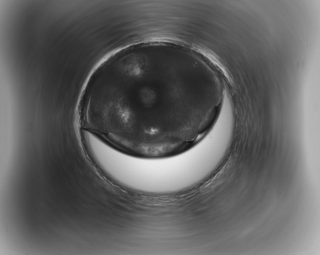 X0000098111024200804111051