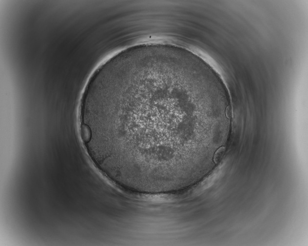 X0000098111045200804111051