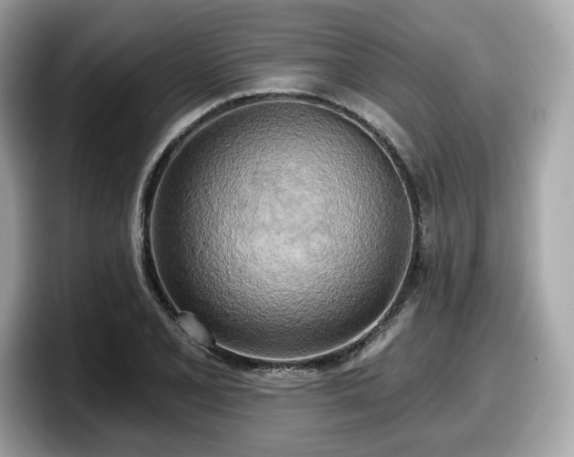 X0000098111077200804111050