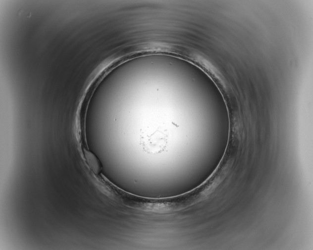 X0000098111082200804111050