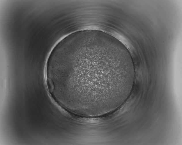 X0000098111084200804111050