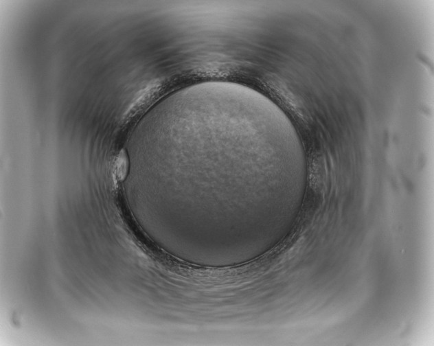 X0000098110023200804181504