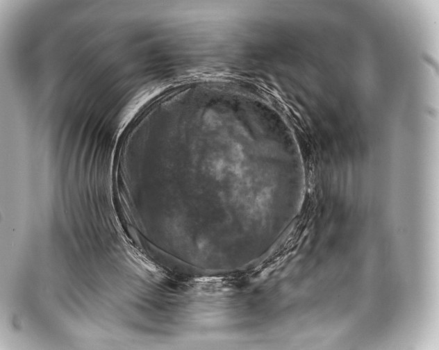 X0000098110052200804181503