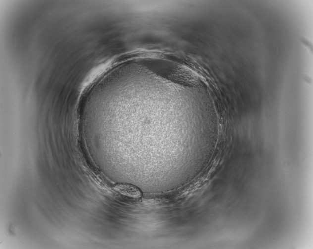 X0000098110149200804181501